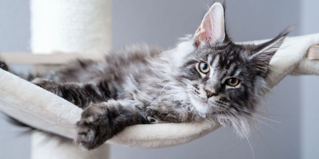 I 175 migliori nomi per gatti Maine Coon