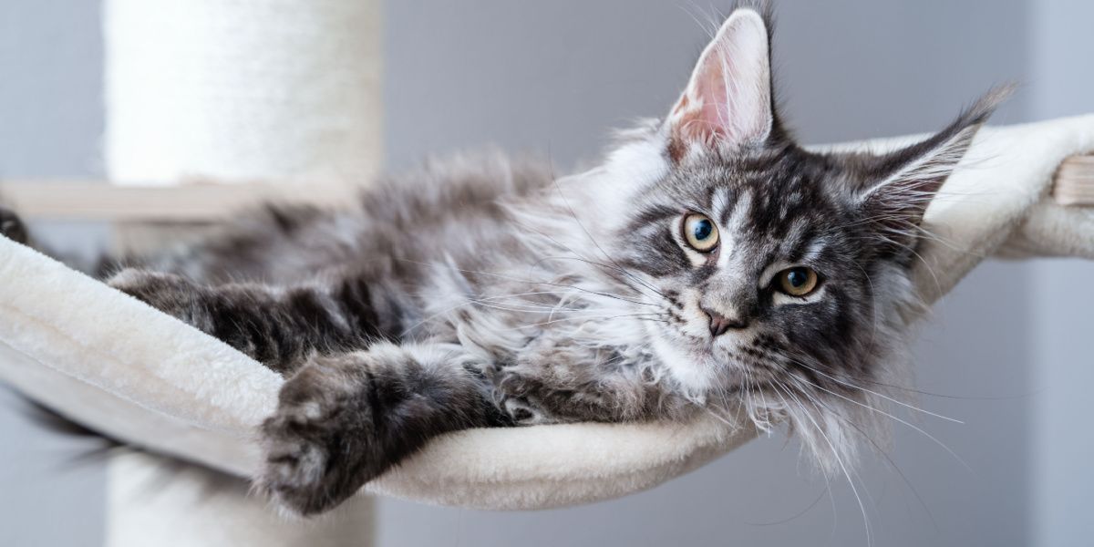 Carino gatto Maine Coon giovane grigio argento soriano sdraiato sull'amaca sull'albero per gatti