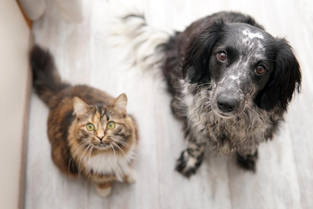 Cane e gatto si siedono sul pavimento