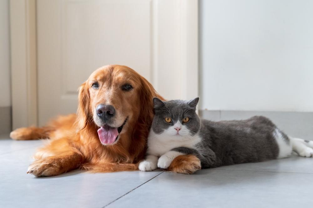 Il Golden Retriever e il British Shorthair vanno d'accordo