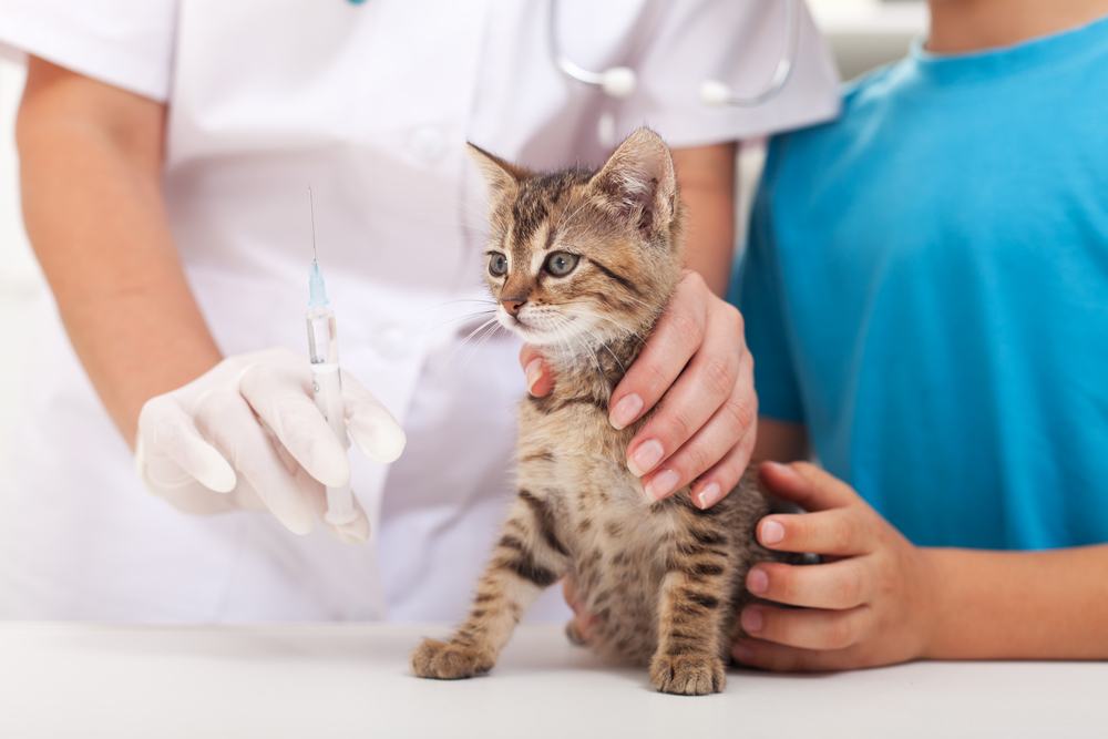 Gattino dal veterinario - vaccinazione