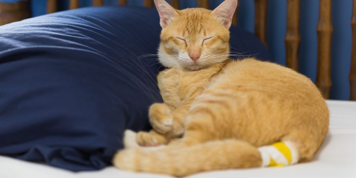 Gatto giallo malato con benda sulla coda