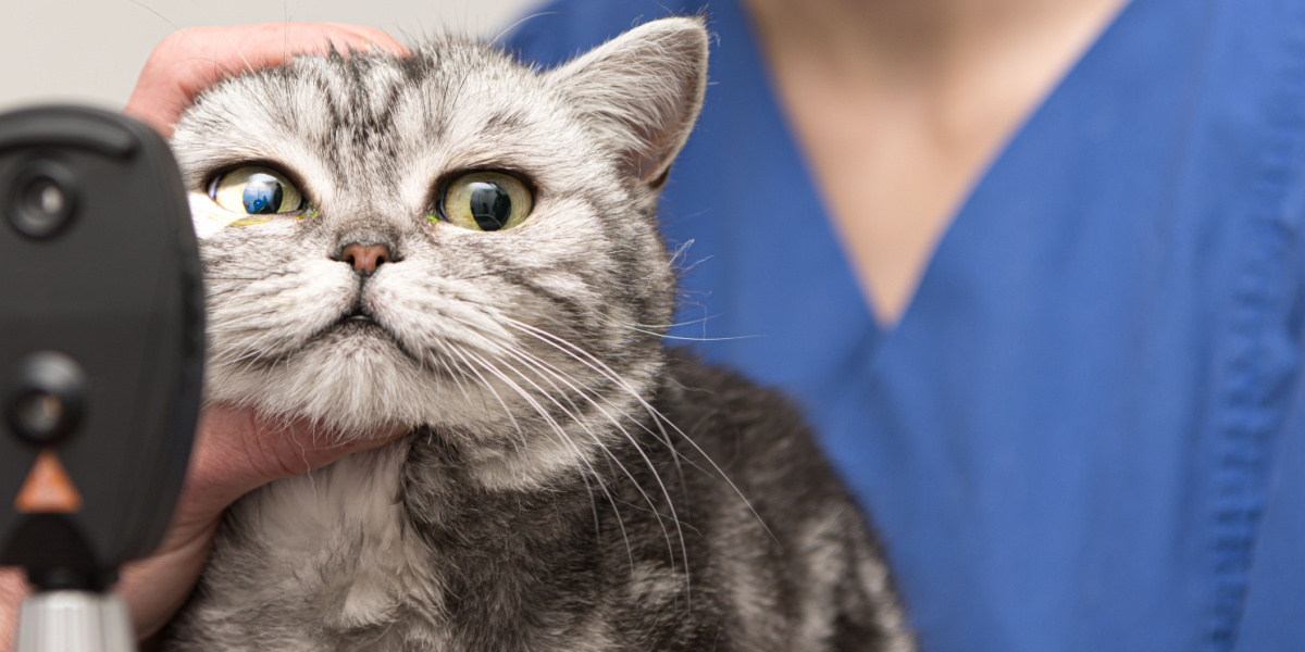 Terramicina per gatti: il gatto sottoposto a visita oculistica da parte di un veterinario