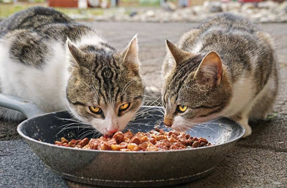 Due gattini che cenano in un ambiente piacevole