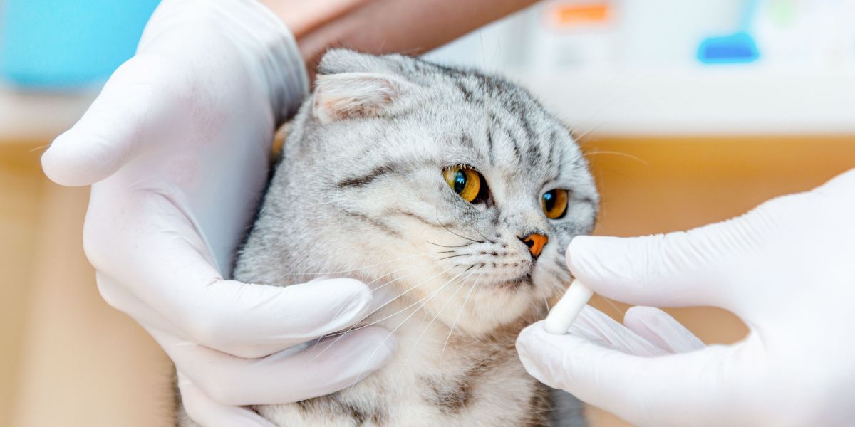 Il veterinario dà il farmaco al gatto