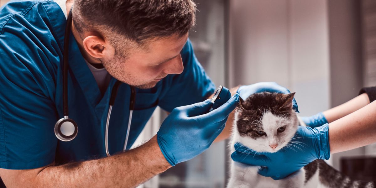 Immagine che cattura un veterinario che esegue un esame dell'infezione dell'orecchio medio di un gatto