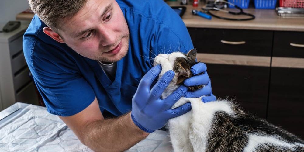 Veterinario che esamina i denti del gatto