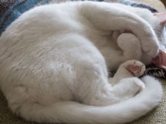 White cat curled up on a couch with paws covering her face