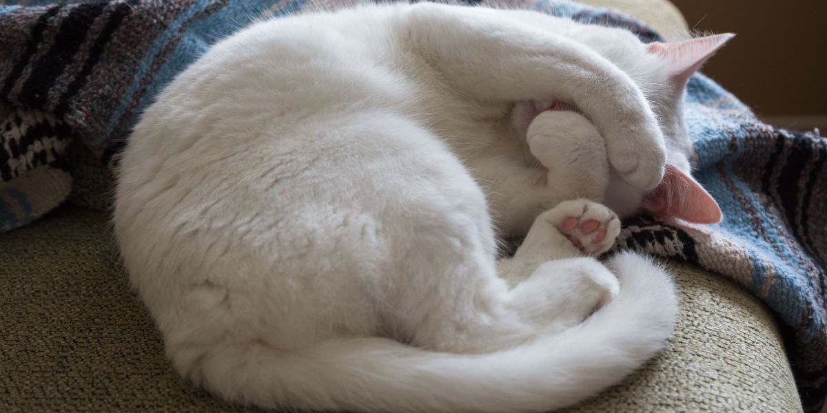 Gatto bianco rannicchiato su un divano con le zampe che coprono il viso