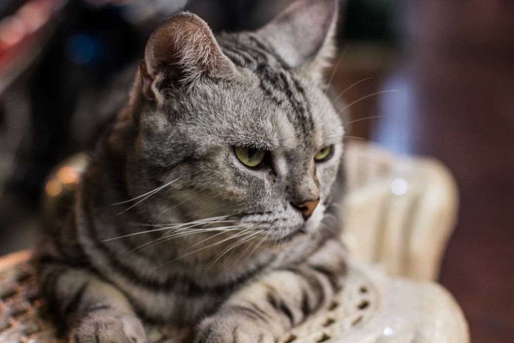 Un gatto soriano grigio seduto su una sedia.