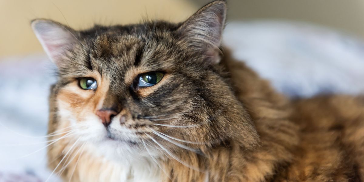 Foto di un gatto Maine Coon calico con una terza palpebra visibile