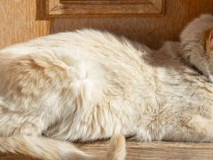 Image of a cat pressing its head against a wall