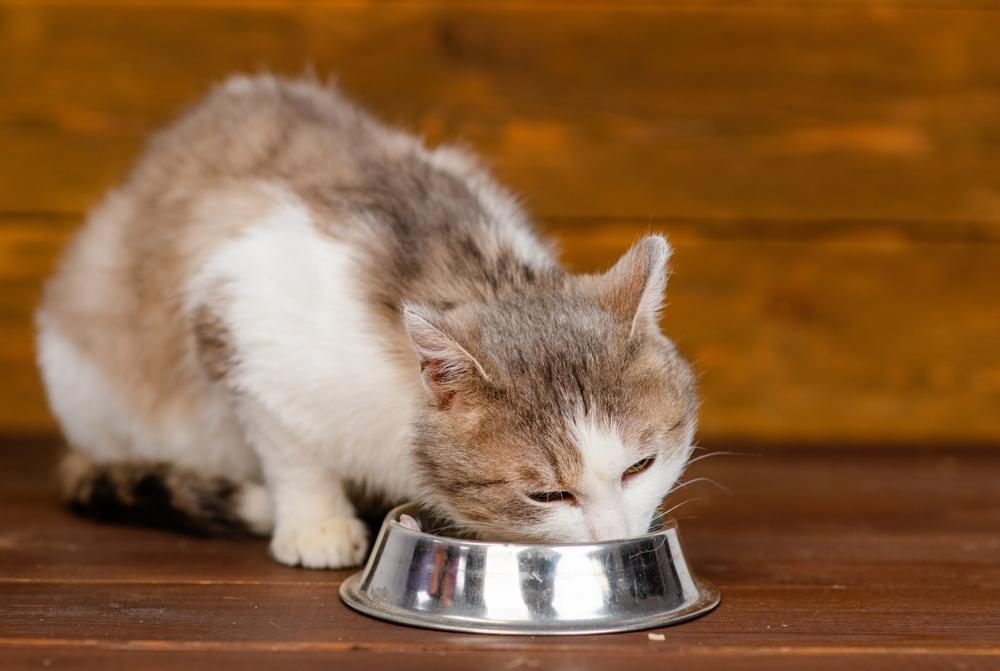 Gatto che mangia dalla ciotola, una parte tipica ed essenziale della routine quotidiana di un gatto