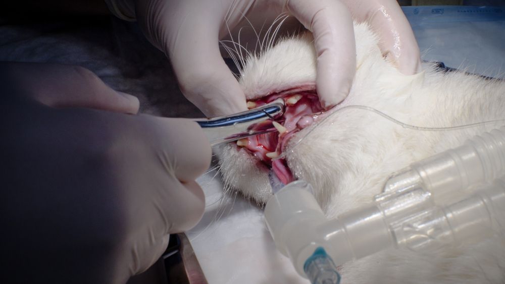 Foto che ritrae un gatto sottoposto all'estrazione di un dente in anestesia