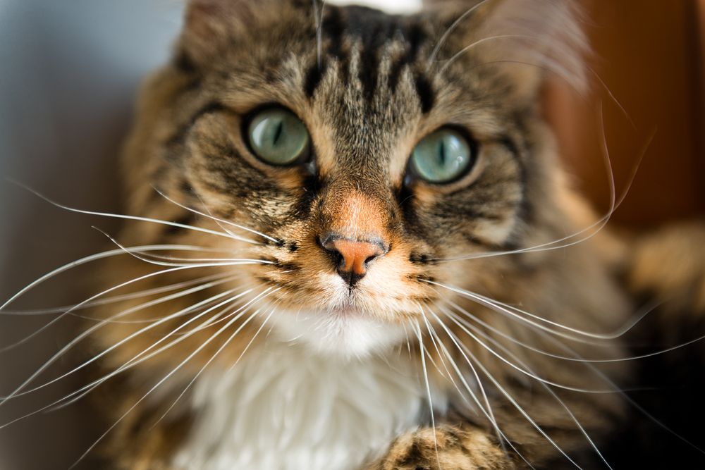 Immagine accattivante di un gatto che guarda direttamente la telecamera