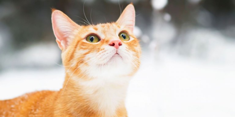 cat looking at snow