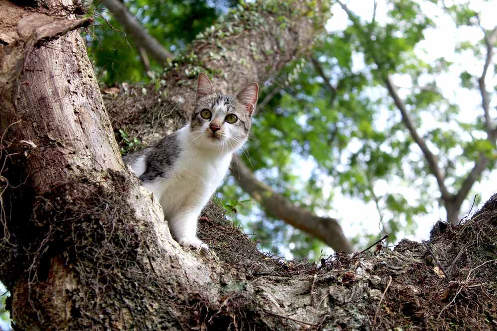 gatto che guarda qualcosa da lontano