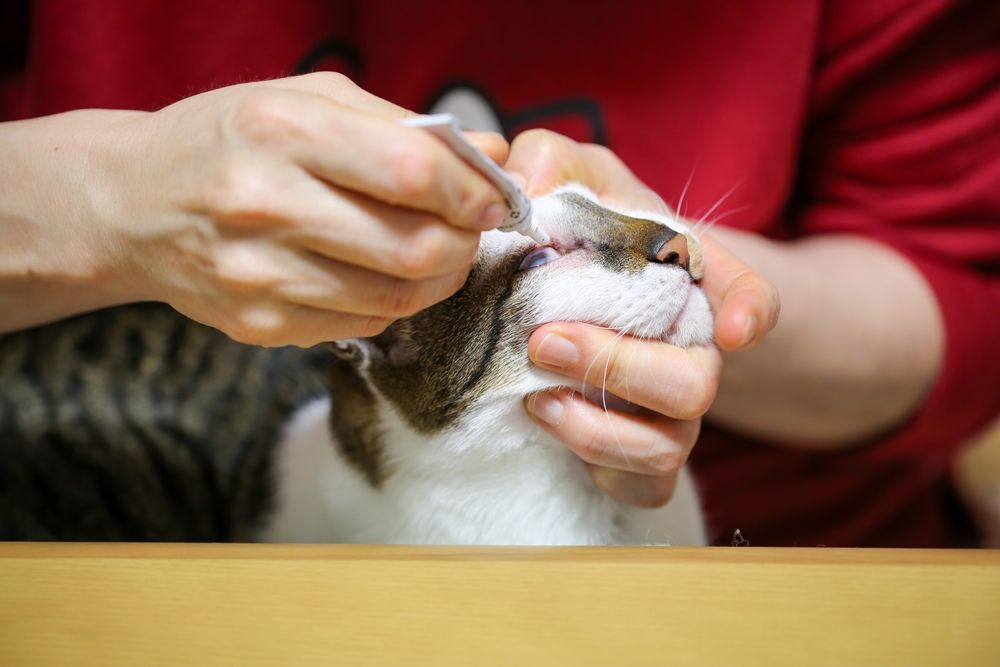 Terramicina per gatti: il proprietario di un gatto applica un unguento oftalmico al suo gatto