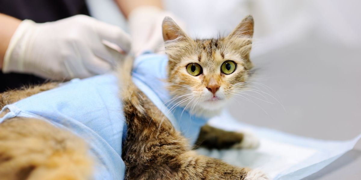 intervento di sterilizzazione del gatto