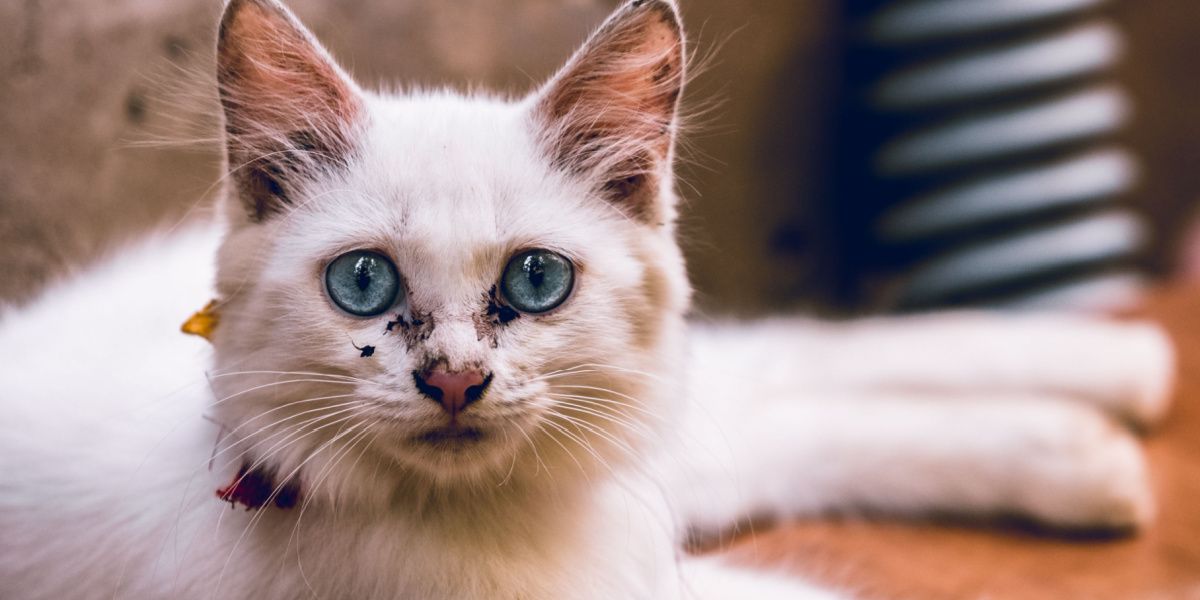 Foto di un gatto con un moccio all'occhio