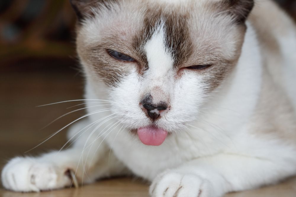 Immagine di un gatto che mostra segni di mal di denti