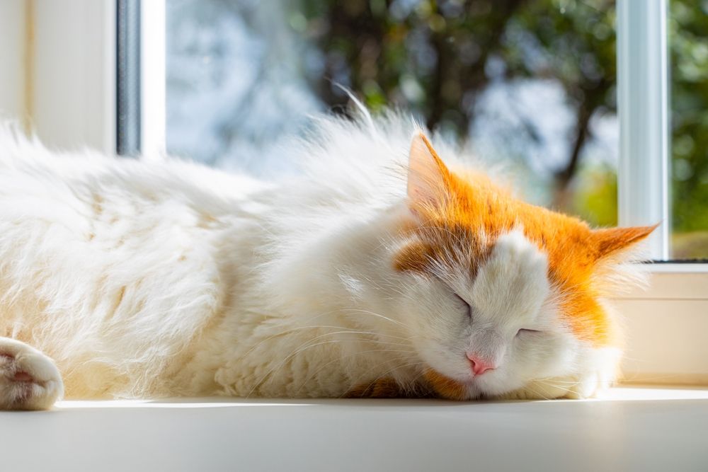 Gatto domestico addormentato pacificamente sul davanzale della finestra, immerso in un sonno sereno, mentre è incorniciato dalla luce naturale