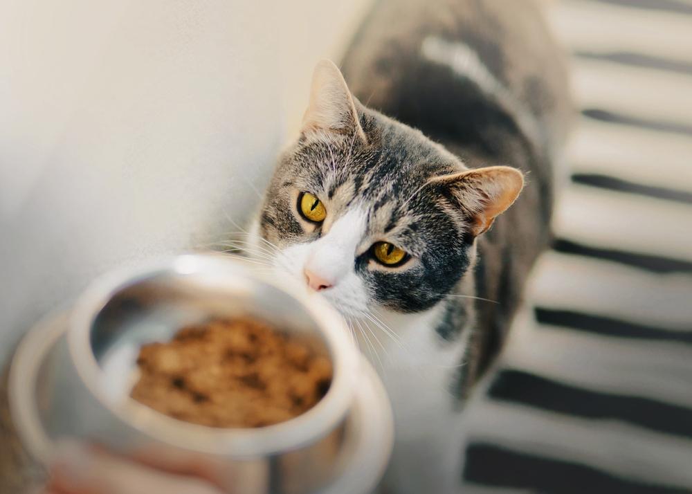 Orbax per gatti: un gatto domestico con accattivanti occhi gialli fissa una ciotola di cibo