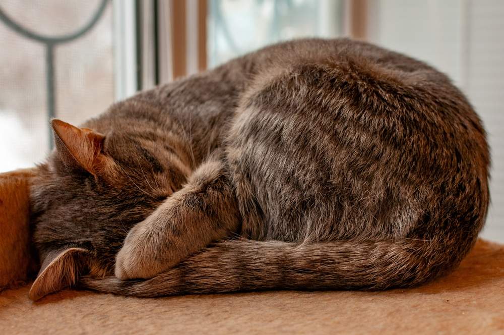 gatto tigrato grigio dorme con il muso coperto da una zampa