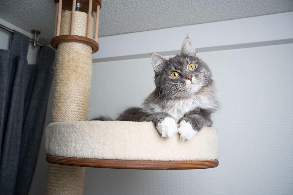 Gatto Maine Coon grigio bianco a pelo lungo che riposa in cima a un tiragraffi, inclinando la testa in una posa affascinante