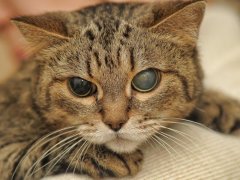 Half-blind cat, exemplifying the resilience and adaptability of cats in the face of challenges.