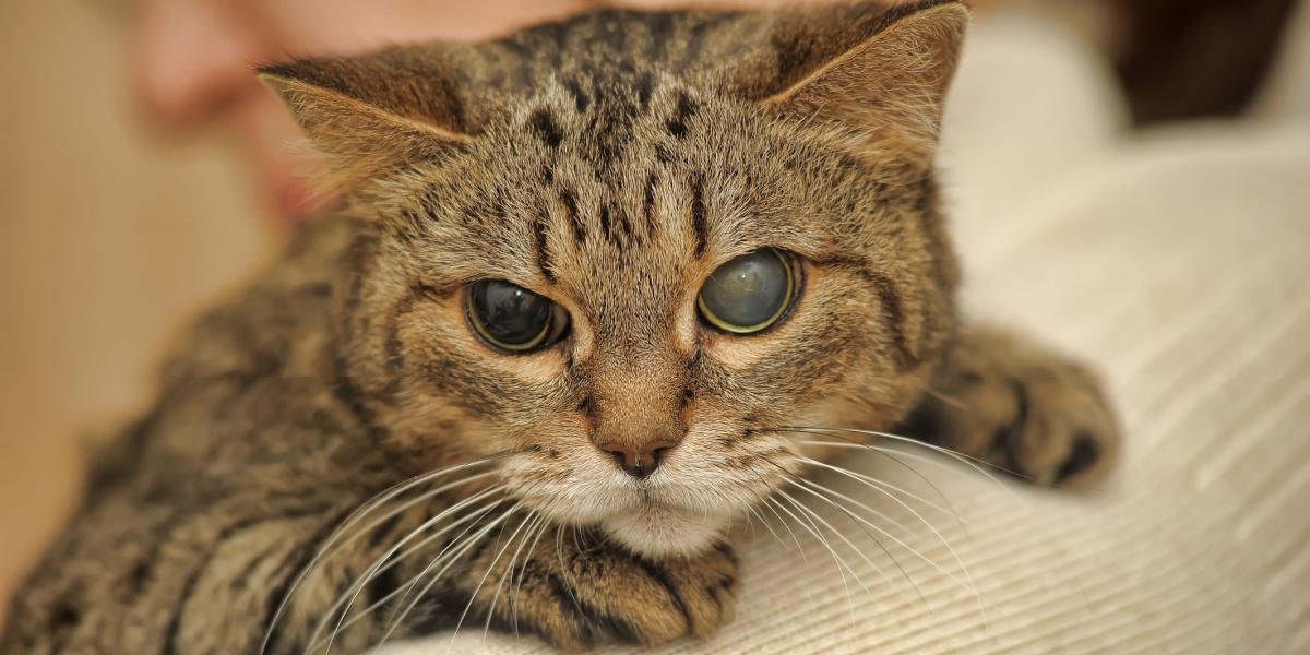 Gatto mezzo cieco, esempio della resilienza e dell'adattabilità dei gatti di fronte alle sfide.