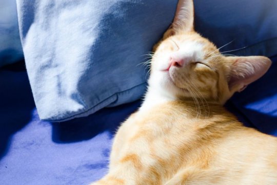 I gatti sanno sorridere? Cosa c'è davvero dietro quel sorriso adorabile?