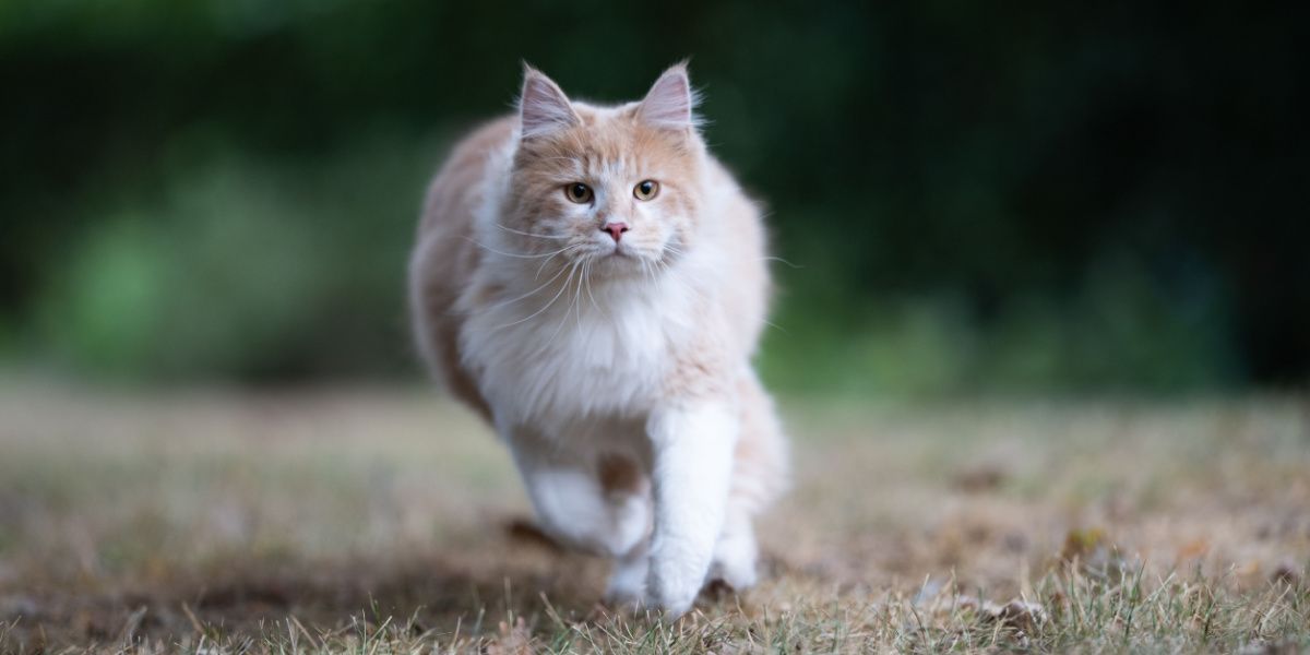 Gatto Maine Coon attivo in movimento, che passeggia in un giardino con aria curiosa ed esplorativa