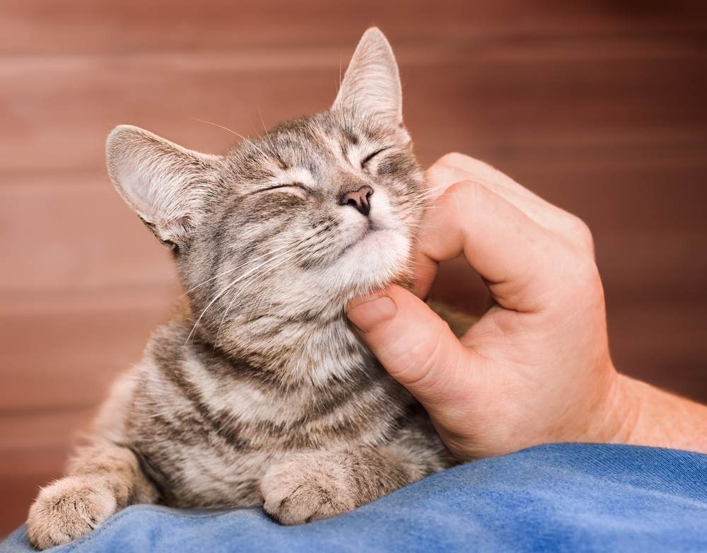 Immagine di mani maschili che accarezzano delicatamente un gatto domestico