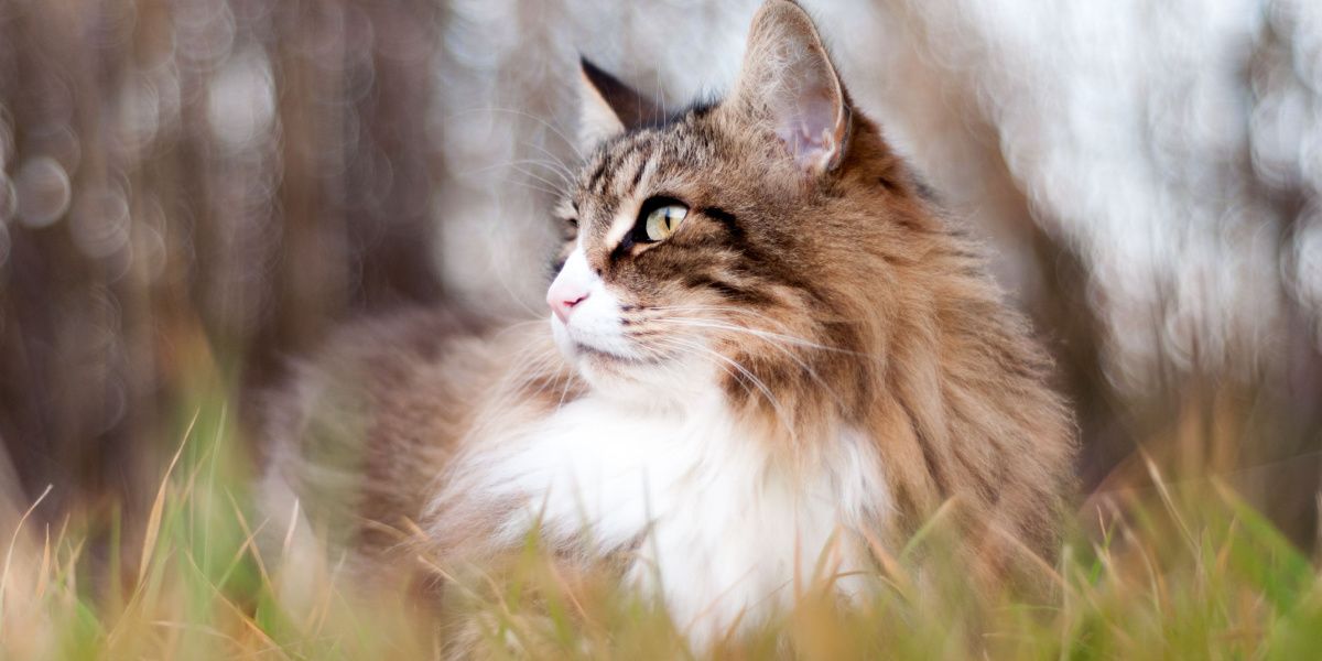 Gatto soriano a pelo lungo seduto sull'erba