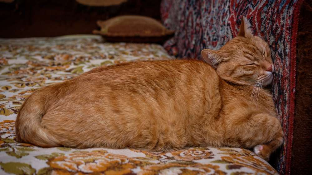 Gatto arancione che dorme mentre preme la testa contro un muro