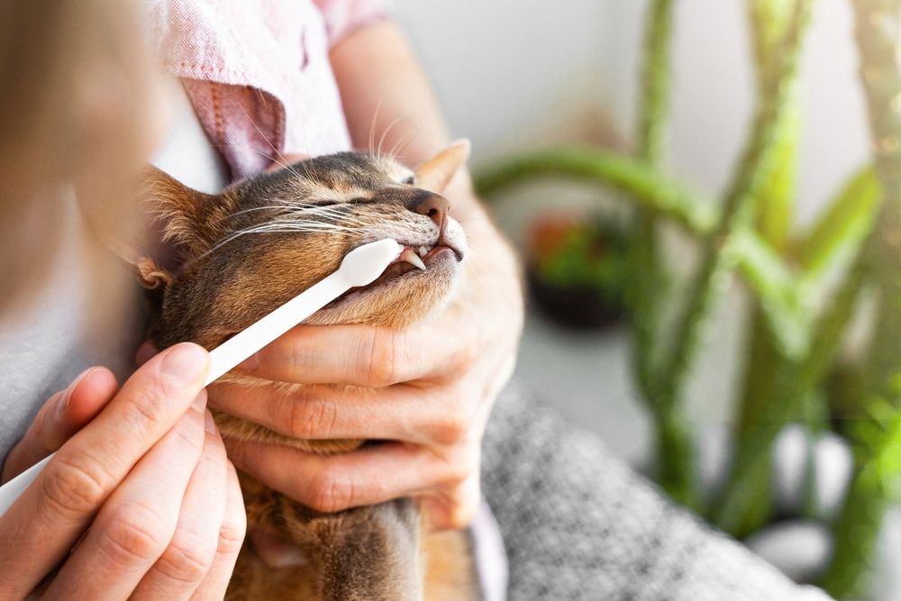 Immagine di un proprietario che lava i denti di un gatto abissino