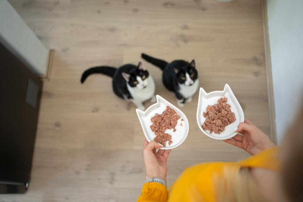 Proprietario che tiene in mano due ciotole piene di cibo umido per gatti