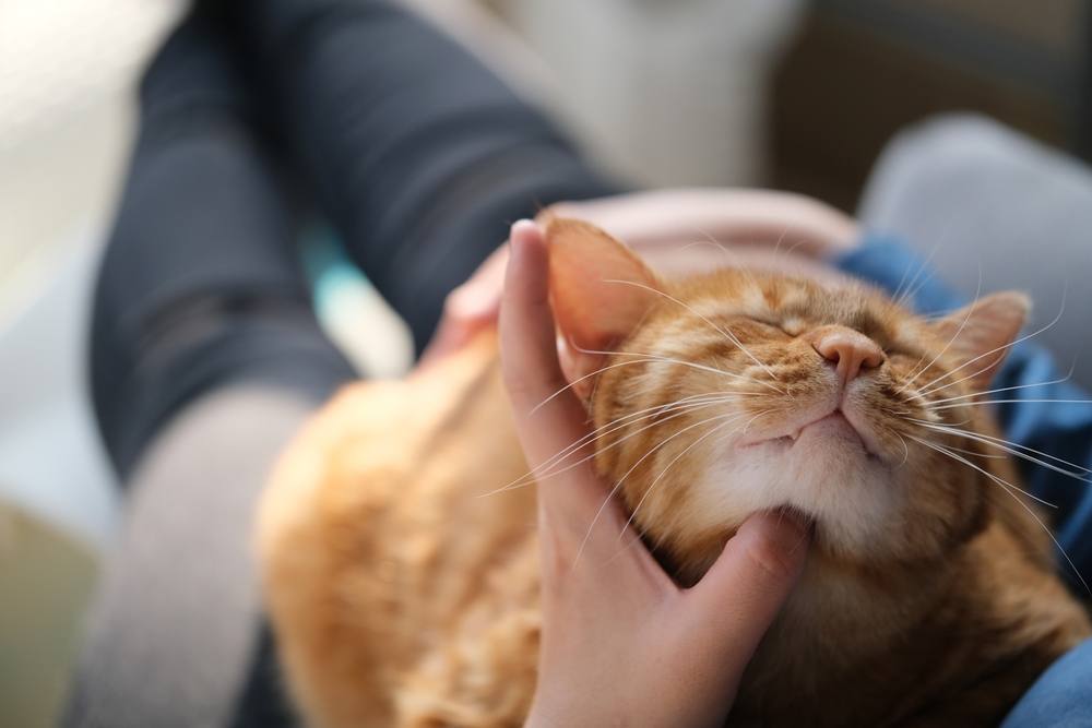 la mano del proprietario solletica il gatto soriano marrone