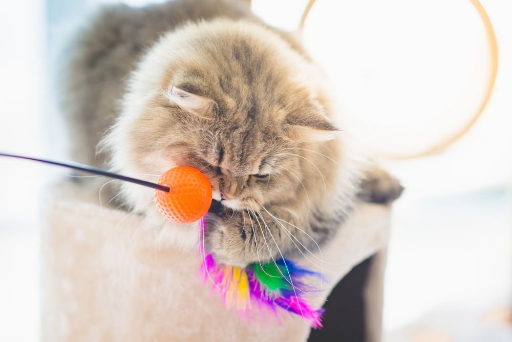 Gatto persiano che gioca energicamente con un giocattolo su una torre per gatti