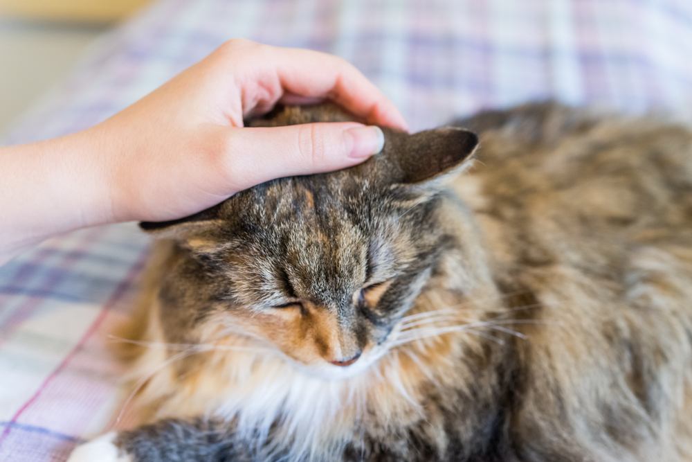 accarezzare il gatto maine coon sul letto