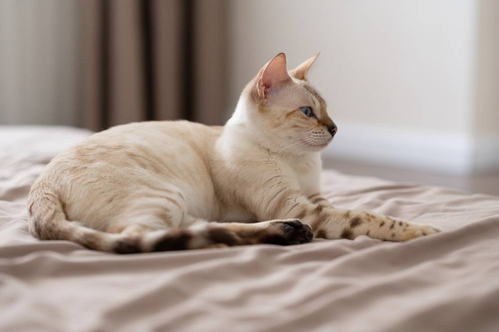 la gatta incinta marrone chiaro è sdraiata sul letto