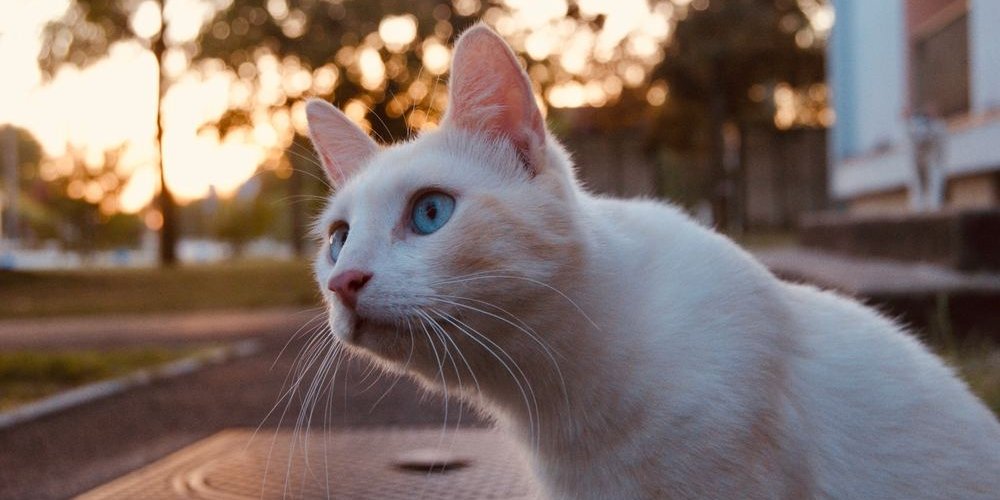 bel gatto con gli occhi azzurri che guarda un uccello lontano