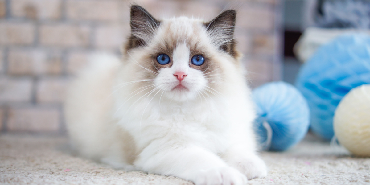 Gatto Ragdoll seduto accanto a un giocattolo per gatti, che mostra un felino tranquillo e curioso