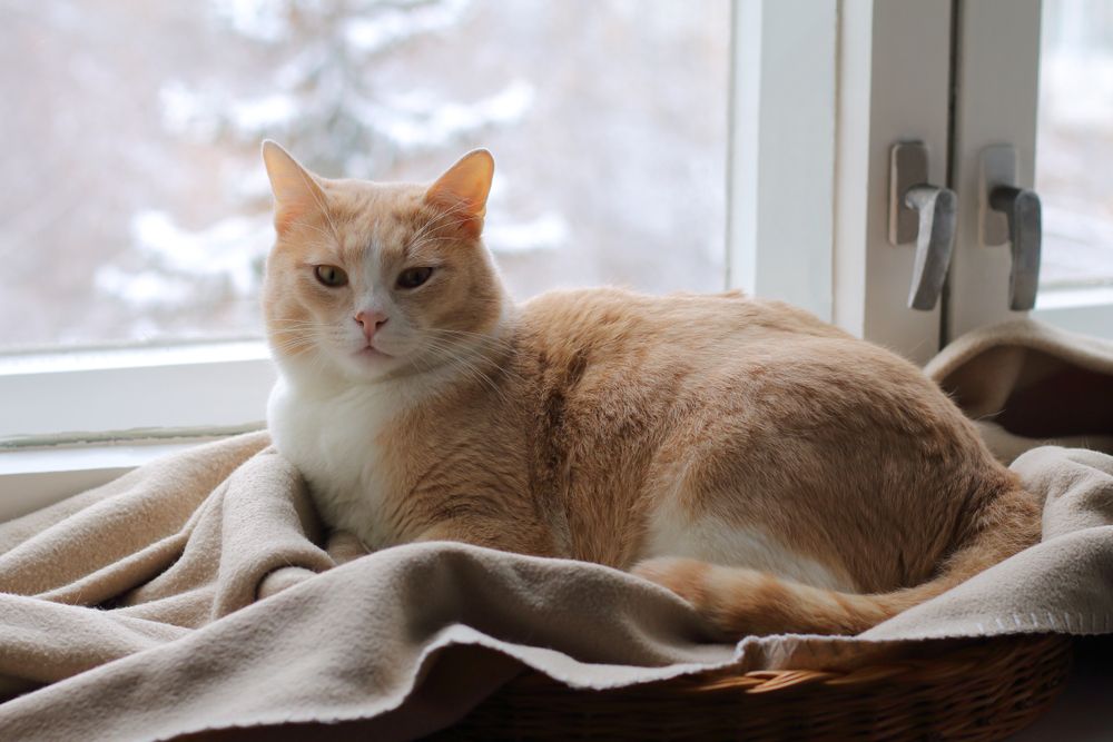 il gatto rosso si siede su un tappeto alla finestra