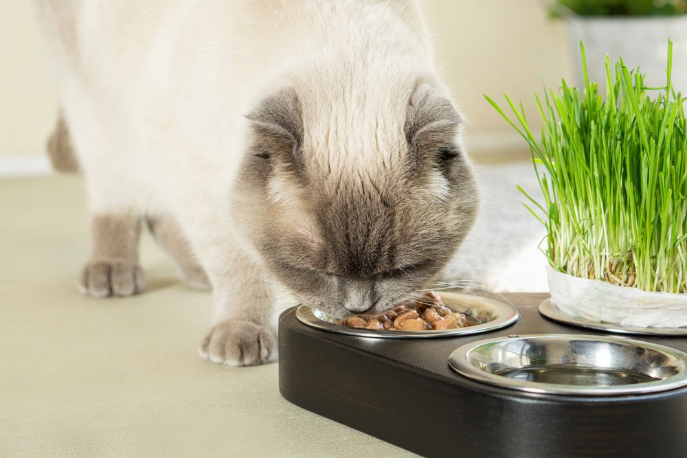 Gatto Scottish Fold che si concede un morbido cibo umido per gatti, assaporando ogni boccone con evidente piacere e soddisfazione