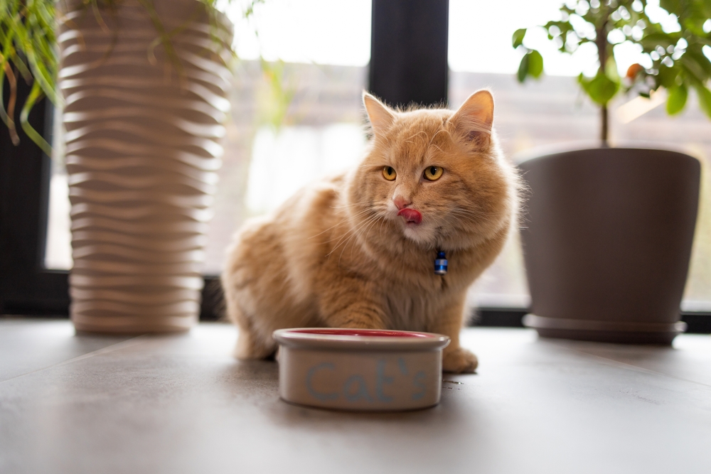 giovane gatto rosso dopo aver mangiato cibo da un piatto che mostra la lingua