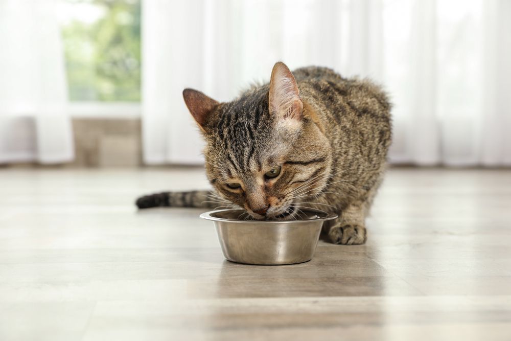 Gatto soriano che si gode i dolcetti per gatti sul pavimento interno,