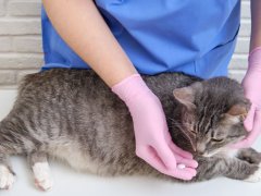 Veterinarian administering oral pills to a cat