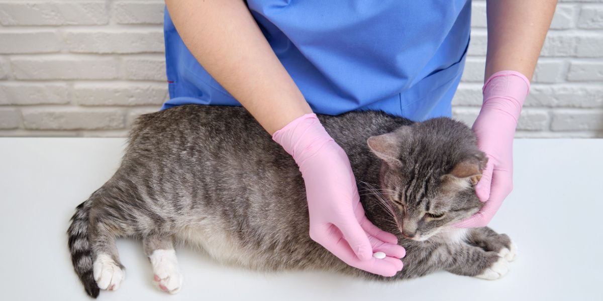 Veterinario che somministra pillole orali a un gatto